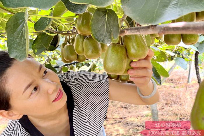 重庆万州成片种植红心猕猴桃种苗
