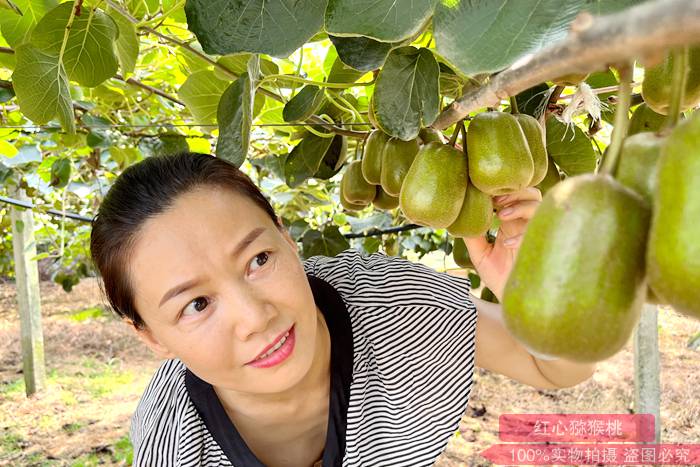 浙江临海农民网上卖猕猴桃一笔卖了1000多斤