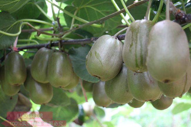 利用武隆猕猴桃种植得天独厚的自然优势
