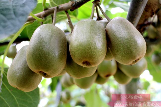 蓉城绿心猕猴桃价格低味道美 主要品种是海沃特