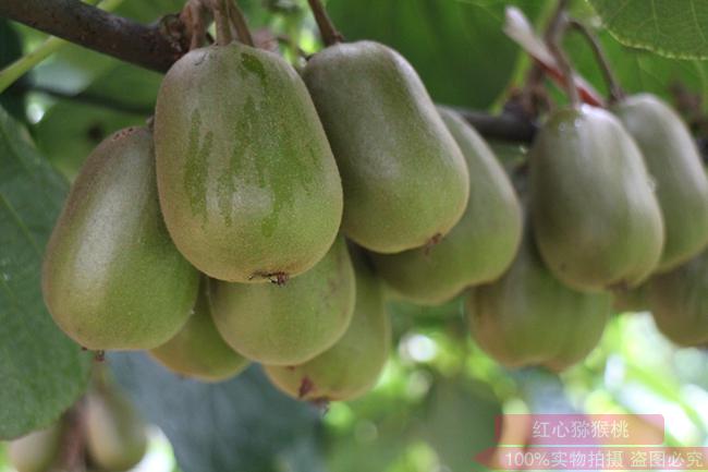 红心猕猴桃新品种获肯定 定名为红昇猕猴桃