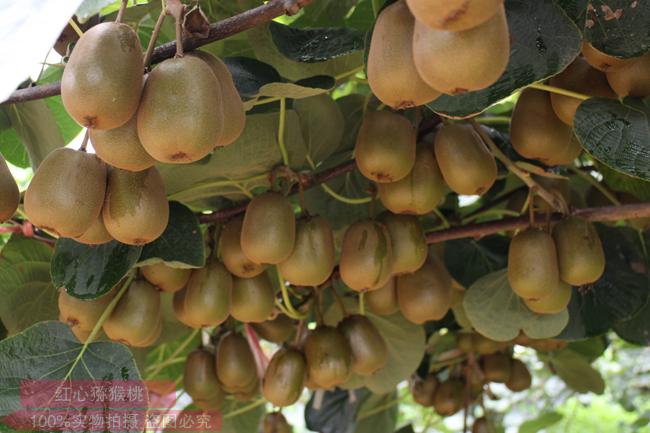 红心果行情连年高价 水果商改行种猕猴桃