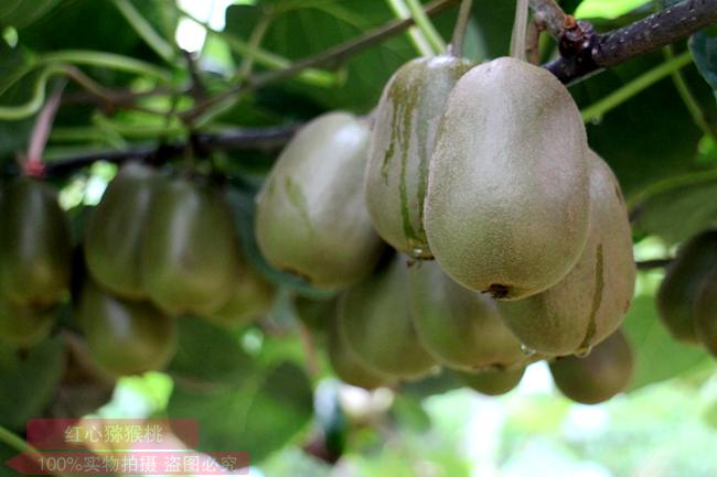 红心果行情连年高价 水果商改行种猕猴桃