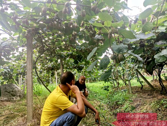 陕西西安在自家种植的300多棵猕猴桃果树被大风刮倒