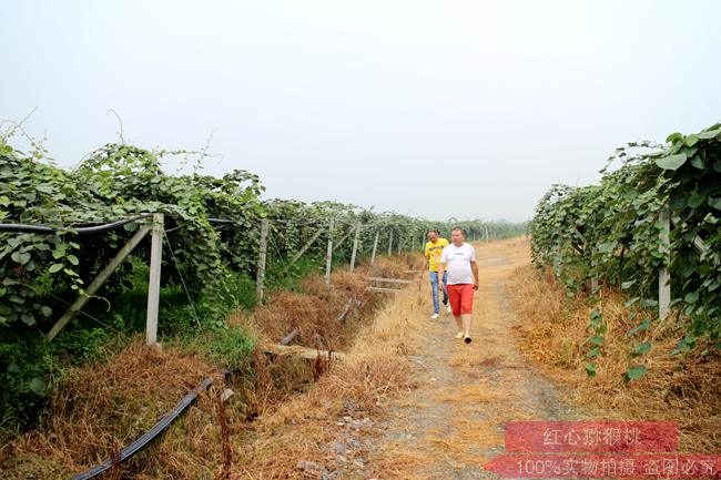 四川安县地震灾区加快猕猴桃走廊沿线农业基础设施建设