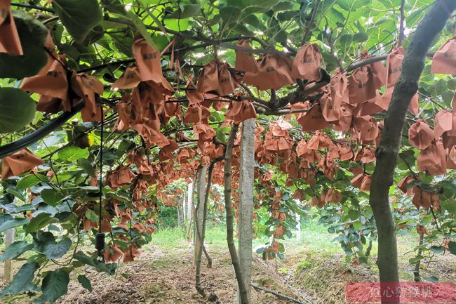 全村已种植优质金艳猕猴桃也是最为有效的预防措施
