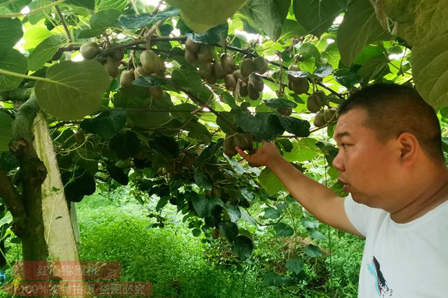 蒲江县按照“公司+基地+专业合作社+农户”的模式发展红心猕猴桃