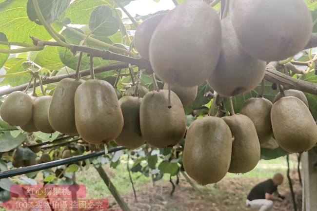 四川雅安农民种植红心猕猴桃增产增收