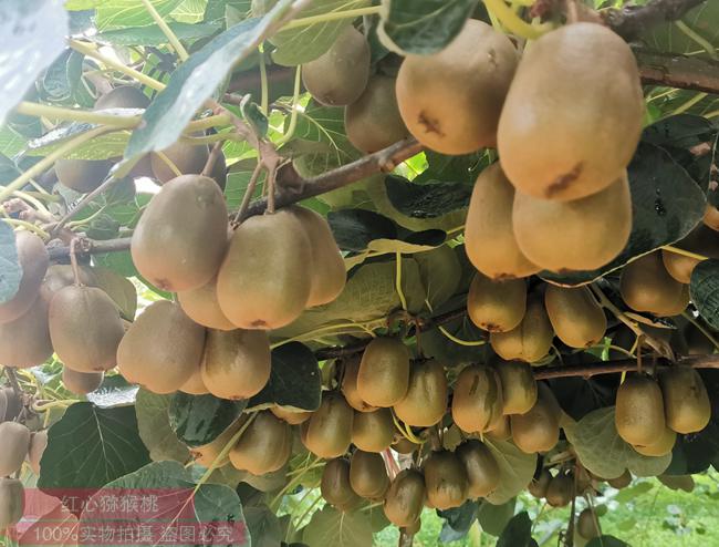 天津市武清区汊沽港镇种植猕猴桃