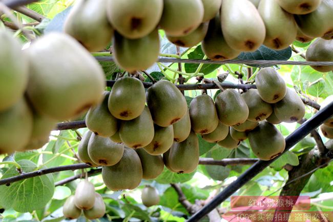 品种和面积不断增加四川蒲江红心猕猴桃种植