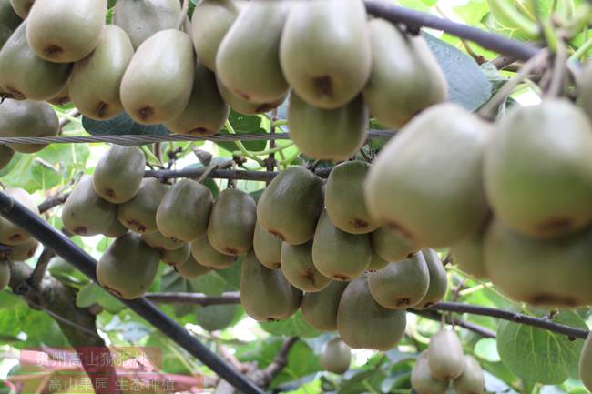 袁红超带头成立了四川成都邛崃市宏扬猕猴桃专业合作社