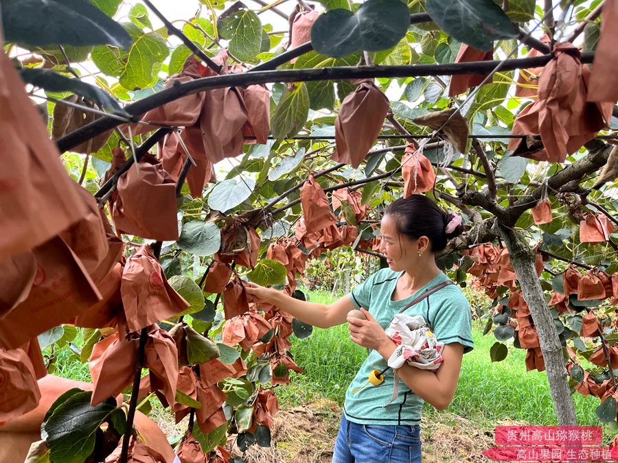 浙江杭州近郊也有红心猕猴桃种植基地