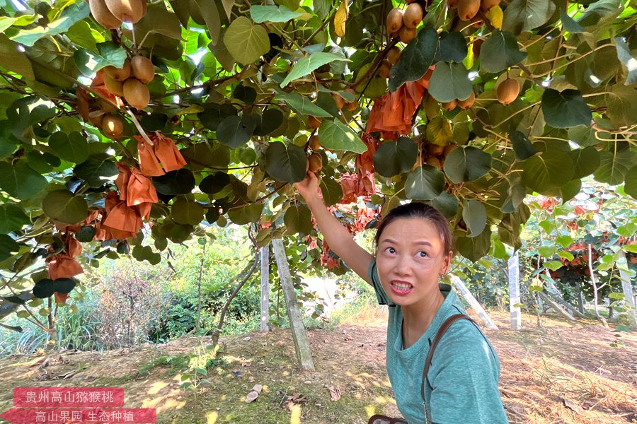 特有的一种软枣猕猴桃引起带动农户种植