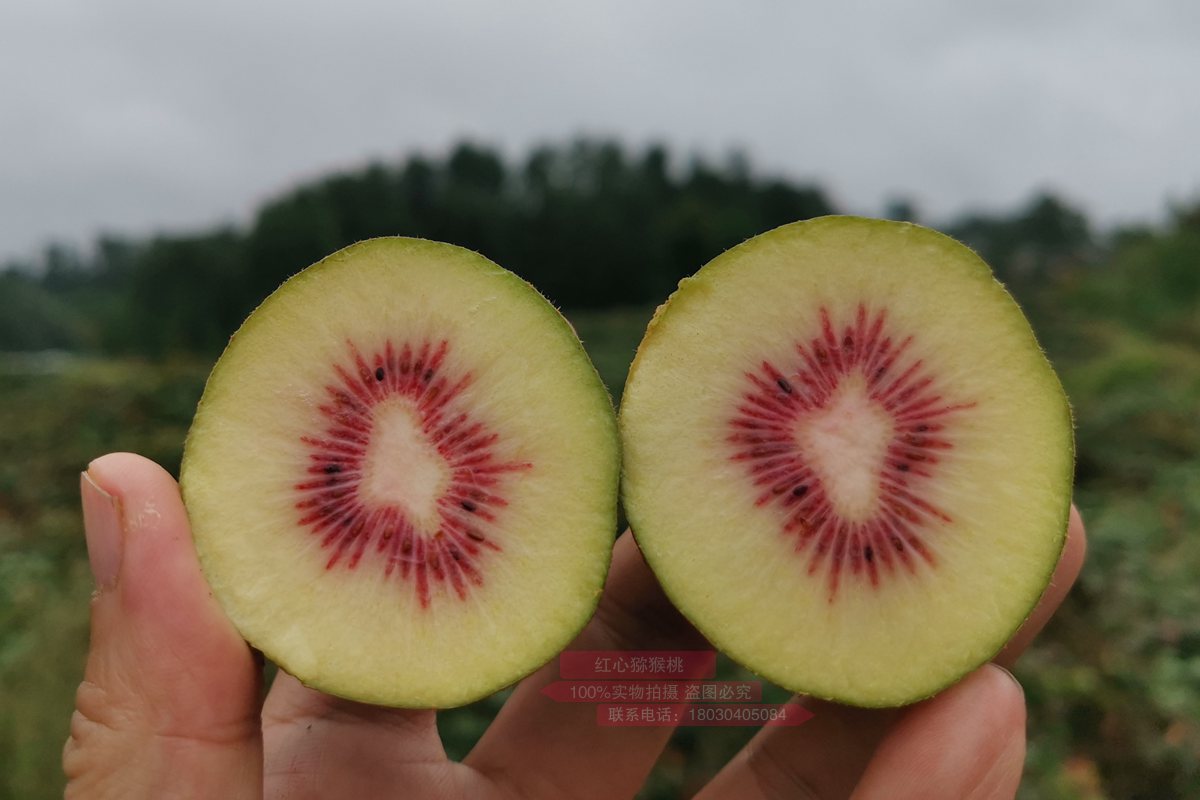 Red heart kiwifruit 四川广元市苍溪县迎来连续三个月的红心猕猴桃采摘季