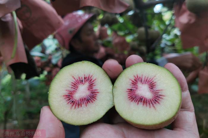 成都猕猴桃 袁红超带头成立了四川成都邛崃市宏扬猕猴桃专业合作社