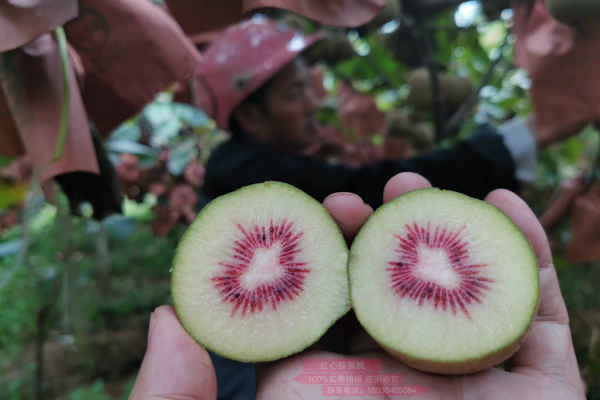不同雄株花粉组合对“红阳”猕猴桃果实品质的影响