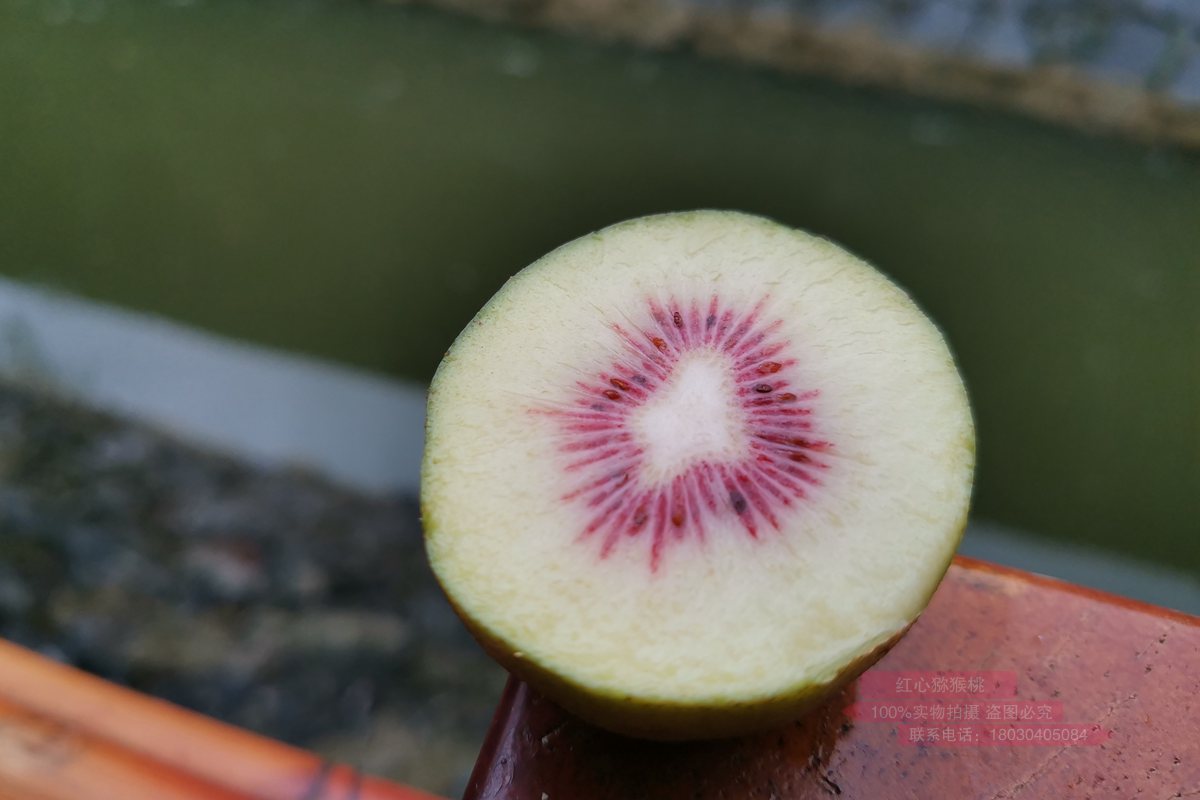 红心猕猴桃 四川广元市苍溪县迎来连续三个月的红心猕猴桃采摘季