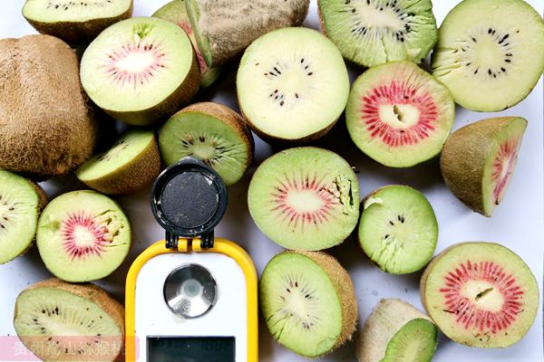 黄心猕猴桃糖度 四川广元苍溪:网络搭桥“小书记”代言晚熟有机红心猕猴桃和黄心猕猴桃