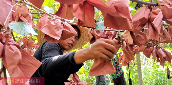 在湖南省郴州市桂阳县荷叶镇有机猕猴桃树上挂满了铃铛般的果实