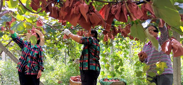 红心猕猴桃受到浙江东阳本地种植者的欢迎