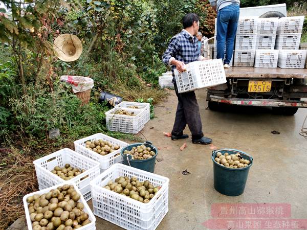 红心猕猴桃批发价格