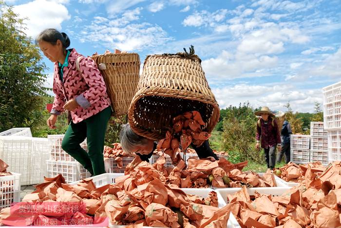四川广元一颗红心猕猴桃撬动大产业