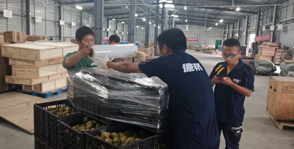 贵州遵义红花岗区举办了红心猕猴桃团购采摘节 2019 2020