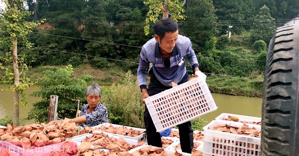 佳沛公司调升金三猕猴桃种植面积 对应中国不断增长的市场需求