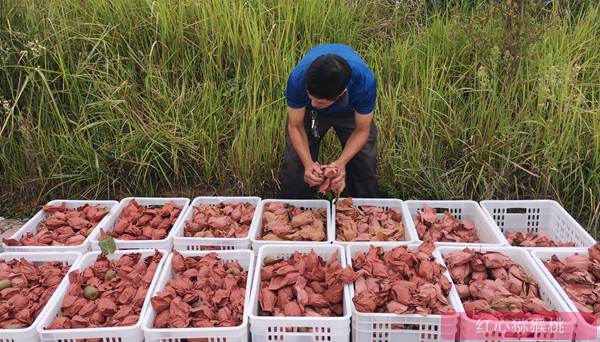 湖北赤壁市神山兴农科技有限公司借助一颗猕猴桃串起绿色产业链