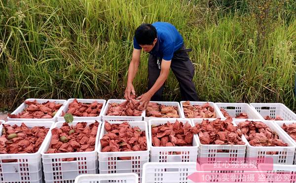 陕西眉县猕猴桃亮相第十届中国国际农产品交易会