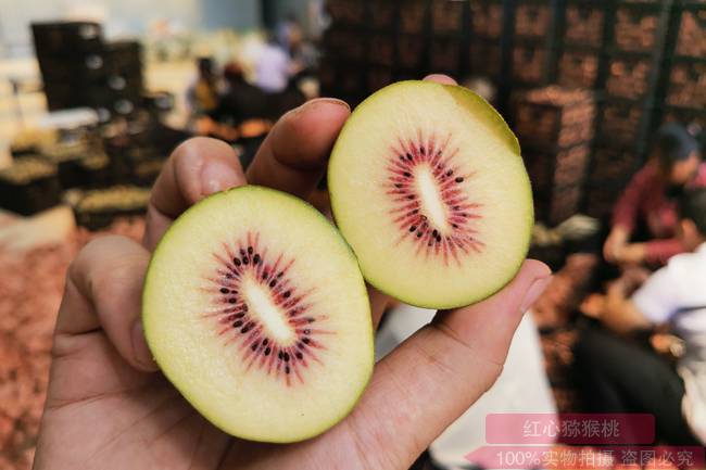 你可以到成都蒲江采摘最甜的猕猴桃品种