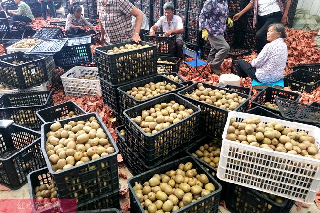 四川红心猕猴桃 你吃的猕猴桃很可能去年就摘好的