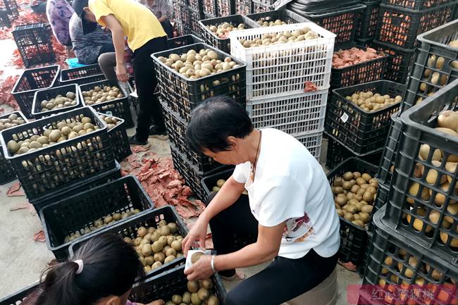四川红心猕猴桃 你吃的猕猴桃很可能去年就摘好的