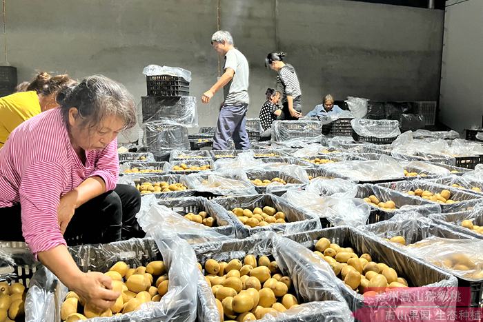 贵州水城红心猕猴桃果实生长期 果园管护技术