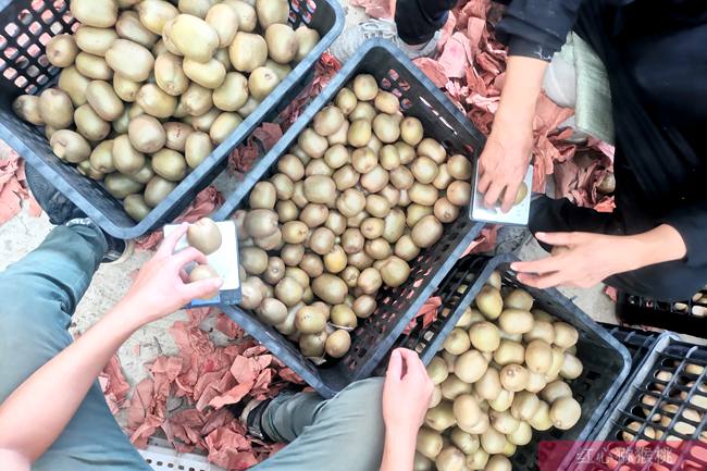 四川成都“都江堰猕猴桃”再次斩获两项全国大奖