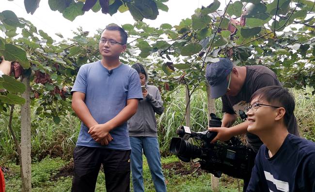 记者采访四川猕猴桃基地 四川南充顺庆区插旗山村猕猴桃产业园力争产量翻番