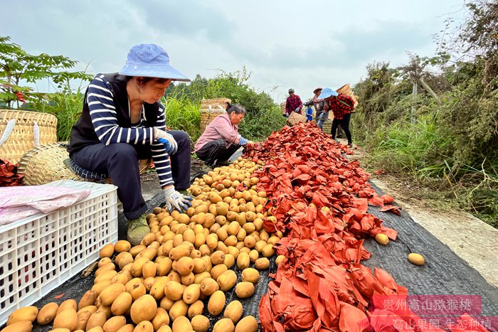 四川擦亮“苍溪红心猕猴桃”名片