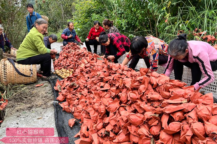 四川擦亮“苍溪红心猕猴桃”名片
