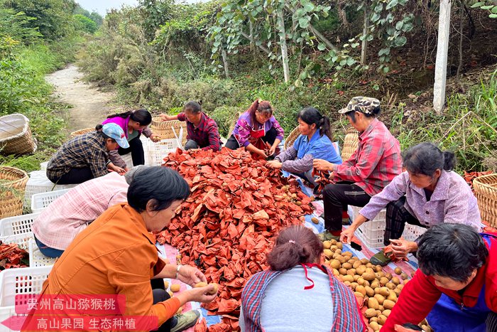 四川省廣元市蒼溪縣橋溪鄉紅太陽獼猴桃專合社近300畝有機紅心獼猴桃