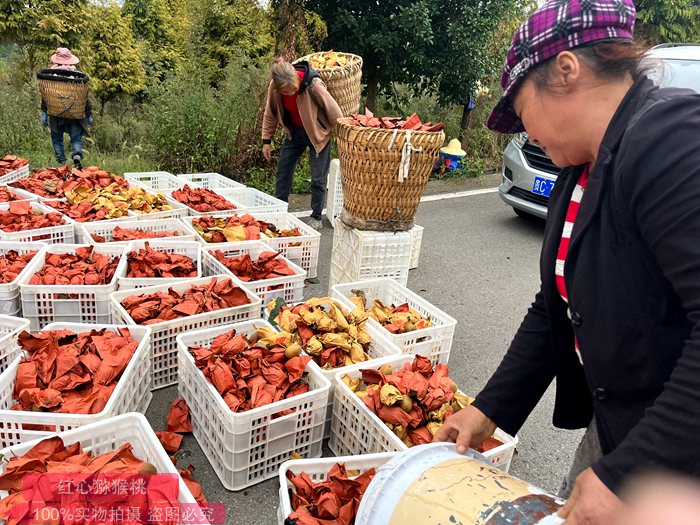 四川广元朝天区猕猴桃产销两旺