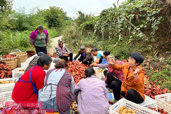 四川广元朝天区猕猴桃产销两旺