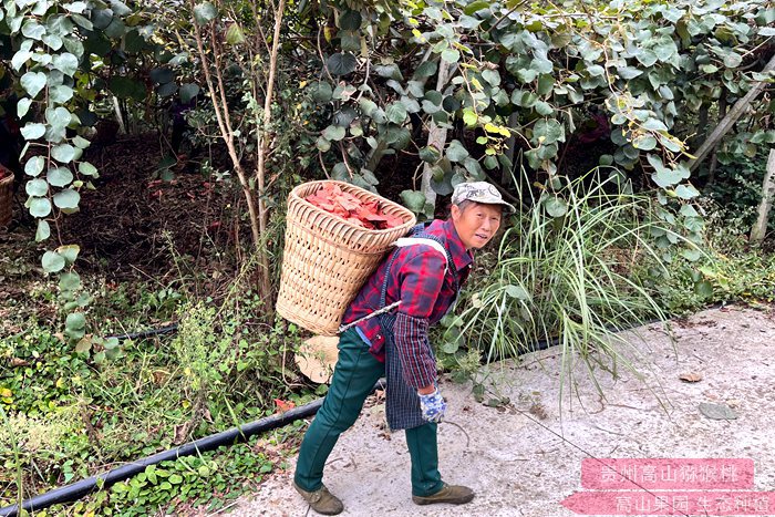 红心猕猴桃丰产果园 购买的猕猴桃花粉与花粉辅料按比例1:2配制好激活处理