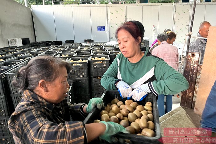 四川苍溪多种措施提升红心猕猴桃科技含量