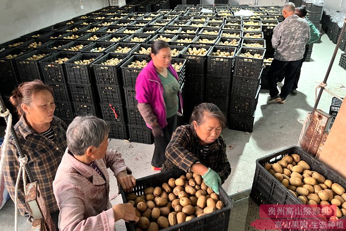四川成都都江堰市猕猴桃协会智能分拣包装生产线