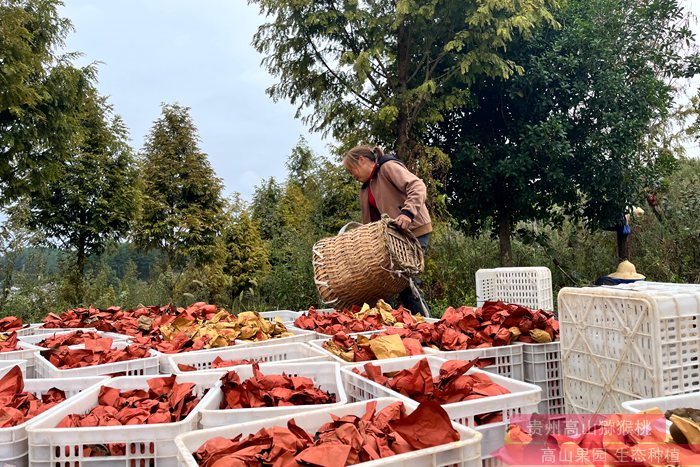 陕西省宝鸡市凤翔区田家庄镇猕猴桃挂果面积达到了800亩