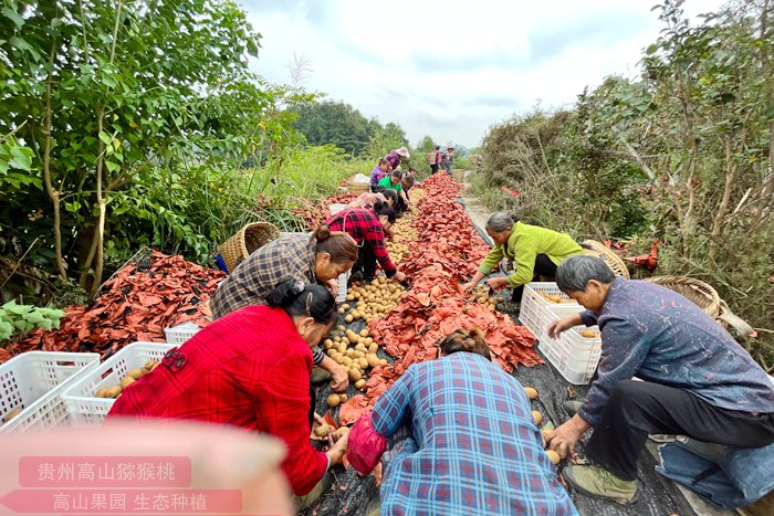 “齐心为民 种好水果”中国人自己的猕猴桃的万人猕该如何讲好自己的故事
