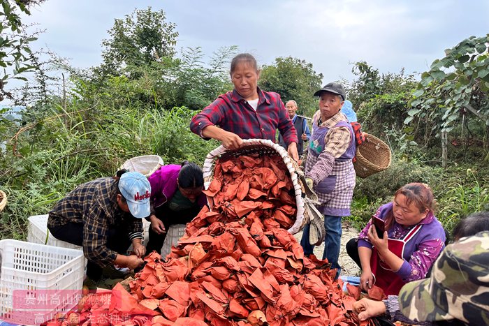 陕西省宝鸡市凤翔区田家庄镇猕猴桃挂果面积达到了800亩