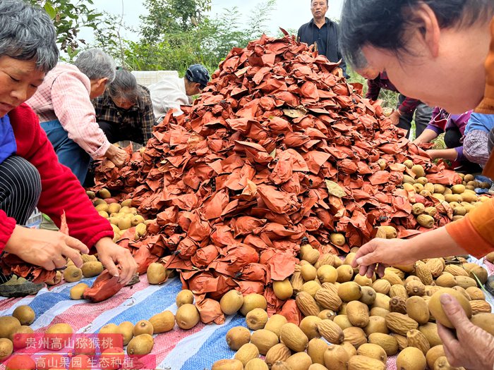 sungold Kiwi 四川成都齐民农业科技有限公司如何打造高端国产猕猴桃品牌?