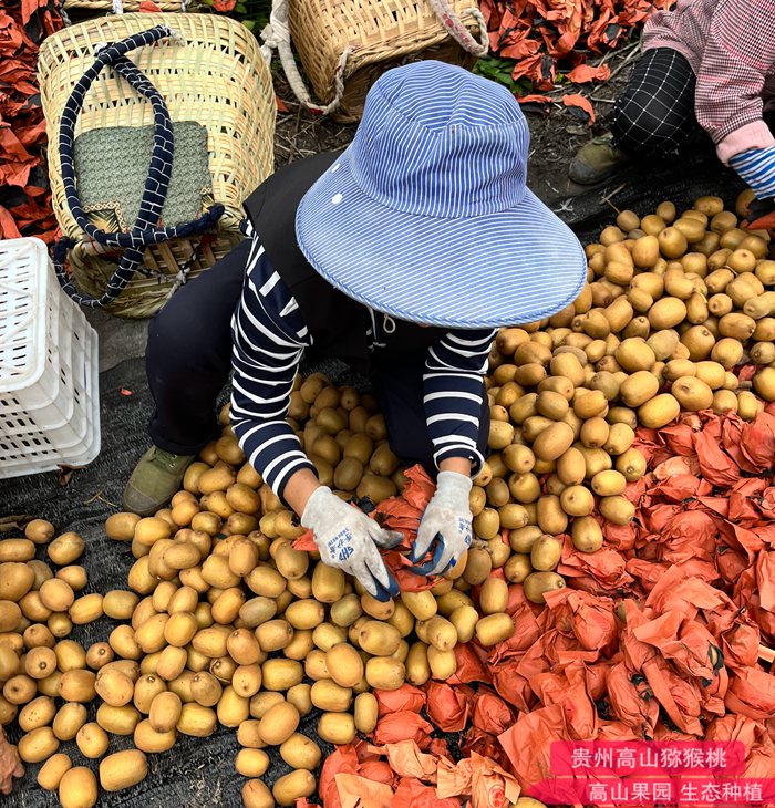 kiwi health benefits 我要种出品质最好的猕猴桃 四川泸州杨刚的创业经历