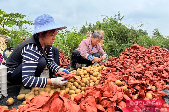 四川成都都江堰市猕猴桃协会智能分拣包装生产线
